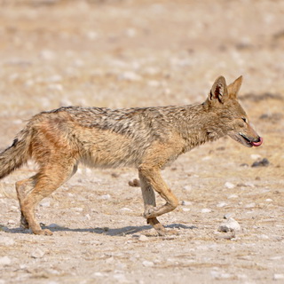 Etosha - Nebrownii - Jackal